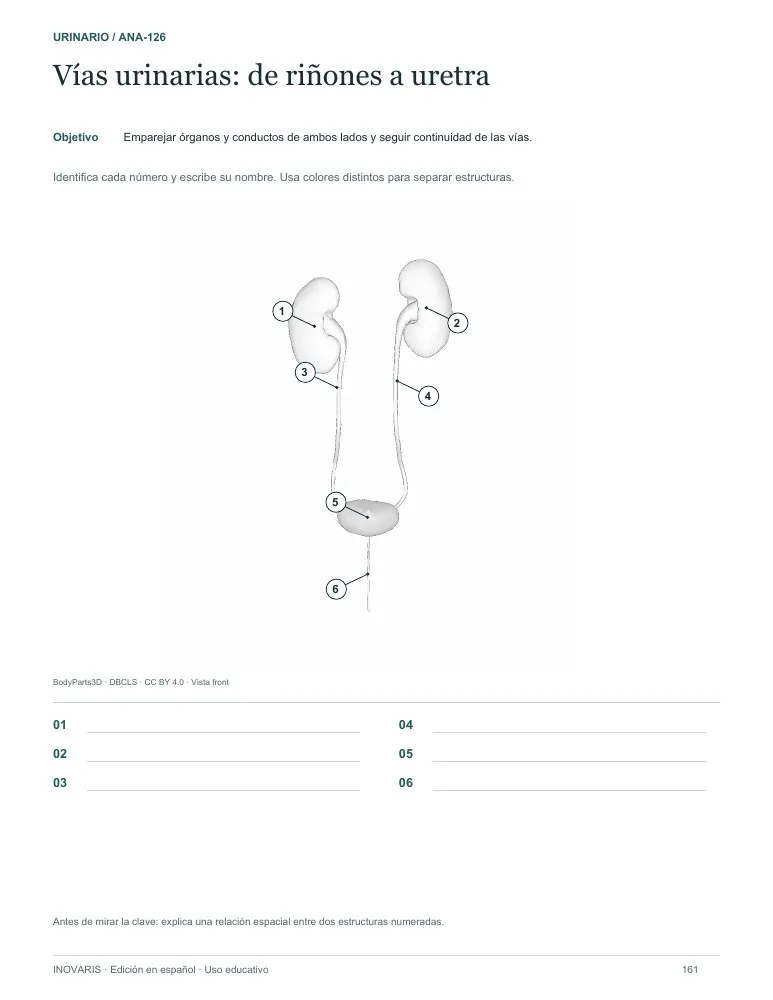 Página 161 del cuaderno: Vías urinarias