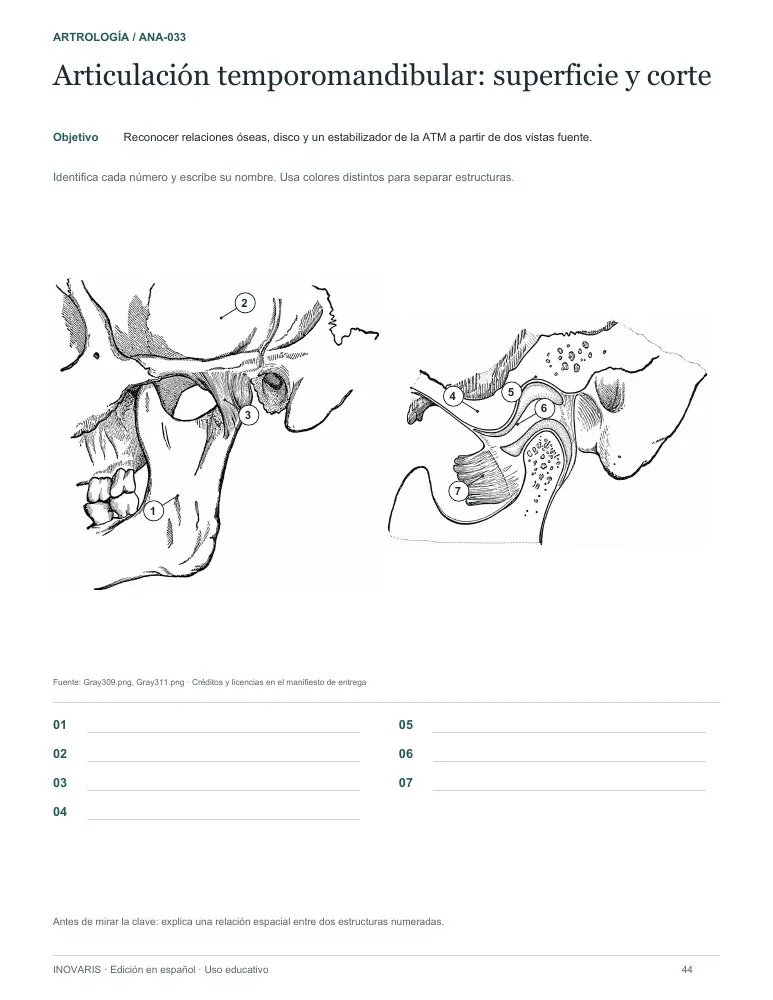 Página 44 del cuaderno: Articulación temporomandibular
