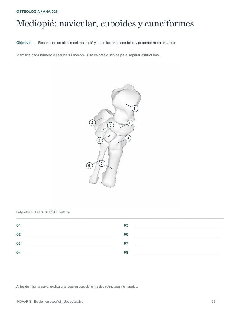 Página 29 del cuaderno: Huesos del mediopié