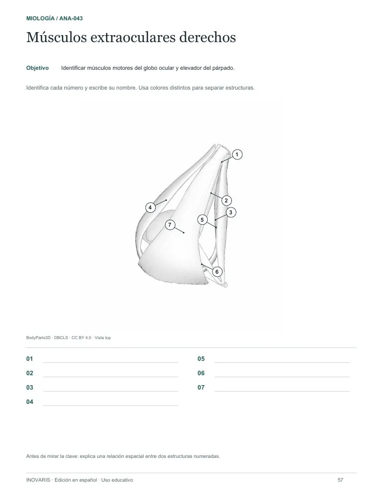 Página 57 del cuaderno: Músculos extraoculares