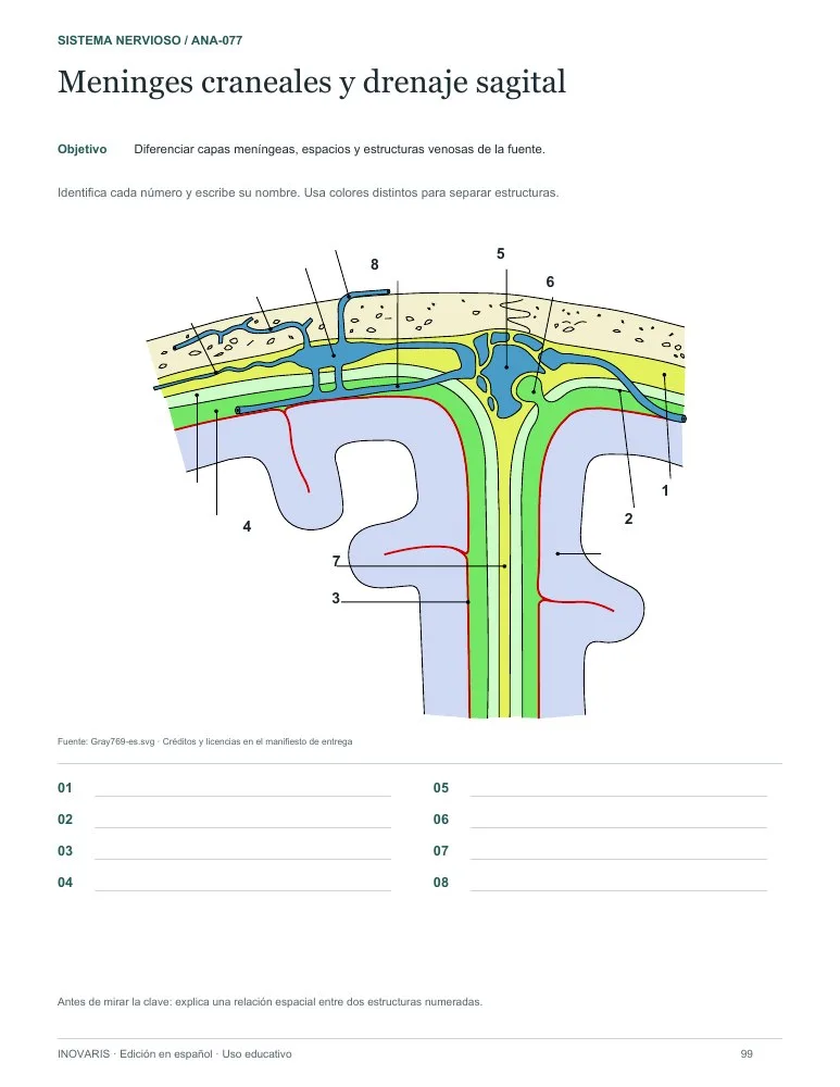 Página 99 del cuaderno: Meninges craneales