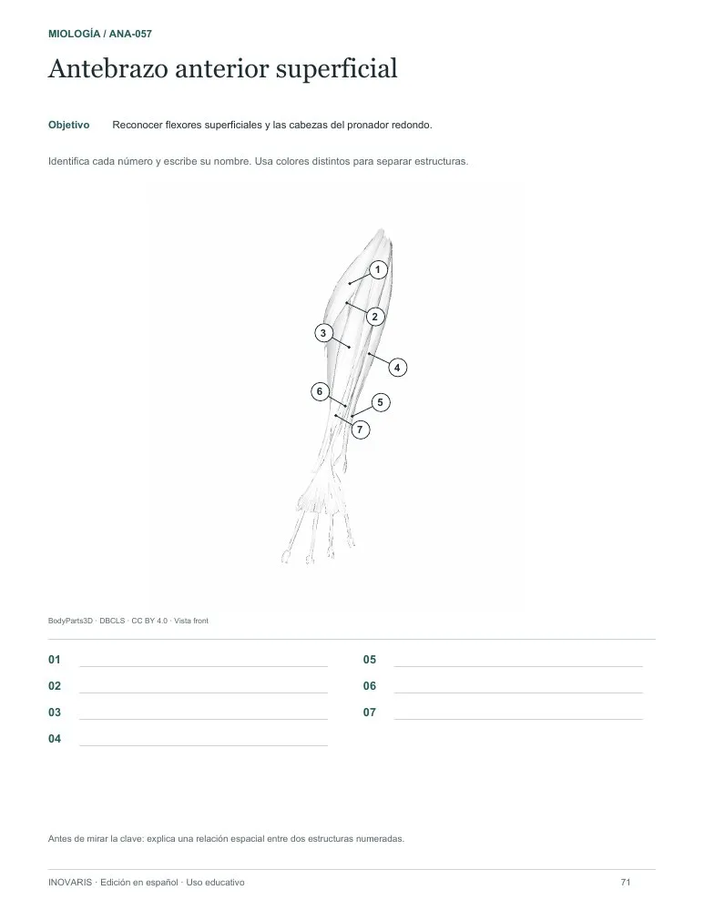 Página 71 del cuaderno: Antebrazo anterior
